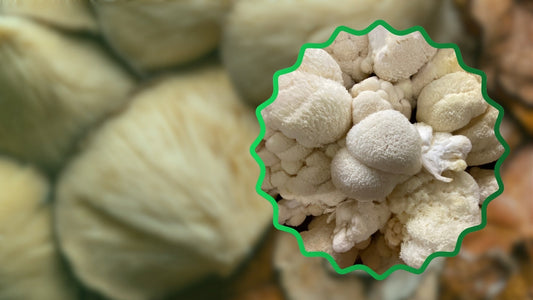 Lion's Mane Mushroom Benefits- flow pouch