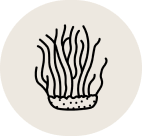 Cordyceps